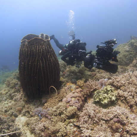 A diver on the 2014 Philippine Biodiversity Expedition.