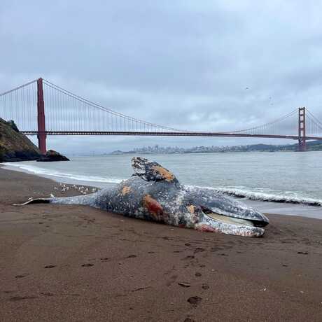 Subadult male gray whale at Kirby Cove, Marin Headlands. (Marjorie Cox © The Marine Mammal Center)