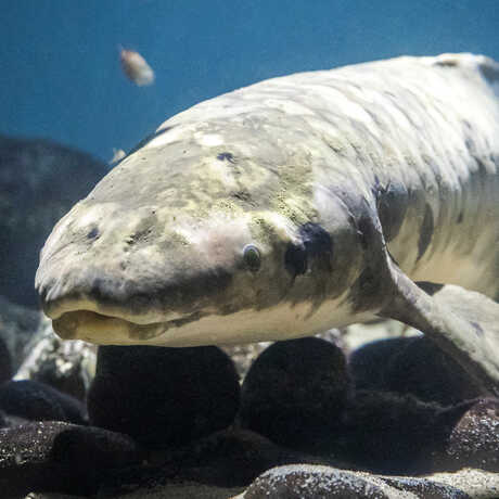 Methuselah the Academy's Australian lungfish