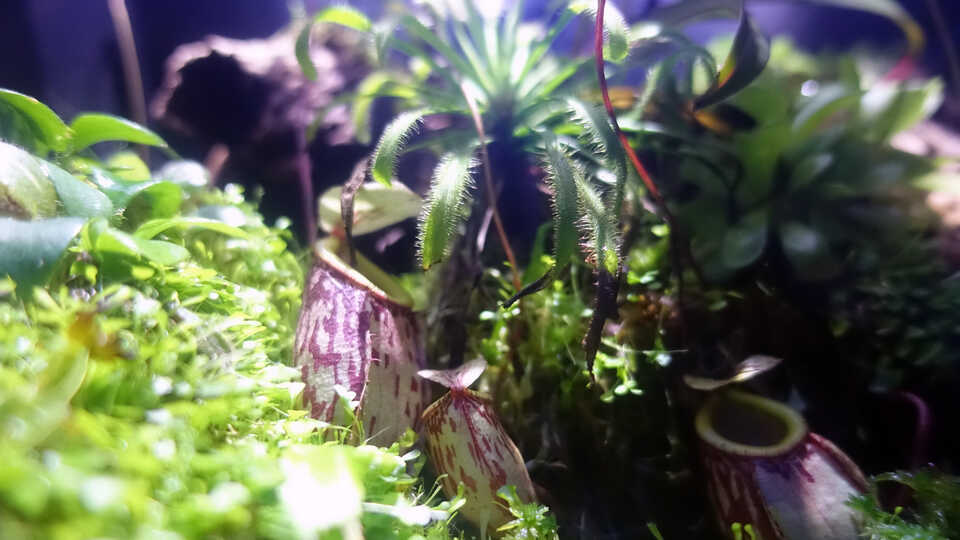 Lush carnivorous plants including butterwort, pitcher plants, and sundews on exhibit in Steinhart Aquarium