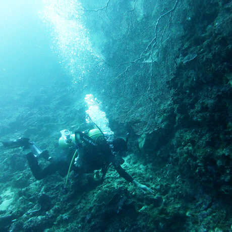 A diver off of Lubang island during the 2014 Philippine Biodiversity expedition.