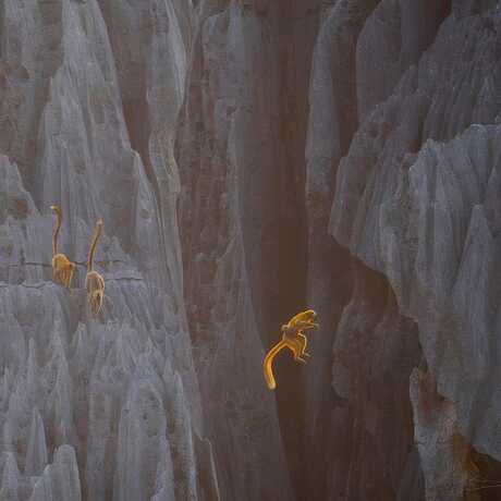 A lemur is pictured leaping from one cliff to another