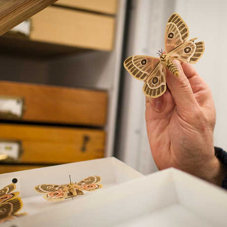 A Bunaeopsis zaddachi (moth) specimen 