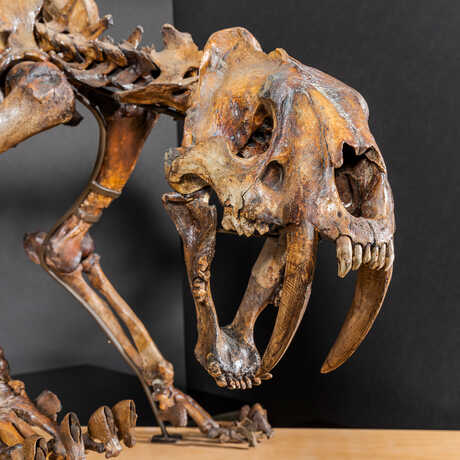 Fossilized saber tooth tiger in the Hidden Wonders exhibit at the Academy