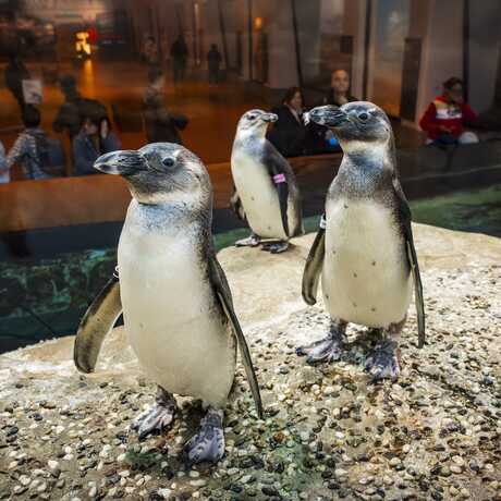 Three African penguins are pictured standing inside a habitat