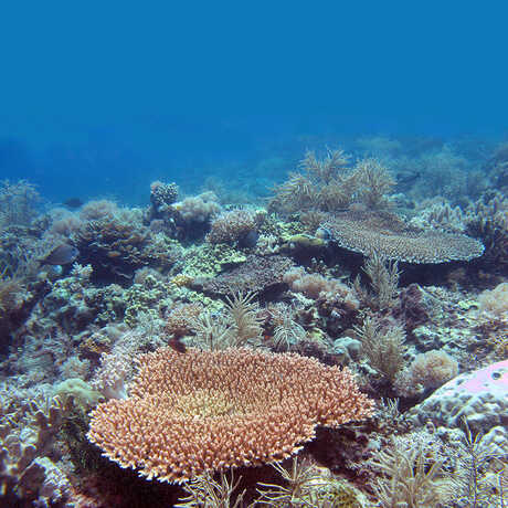 Lubang coral reef in the Philippines.