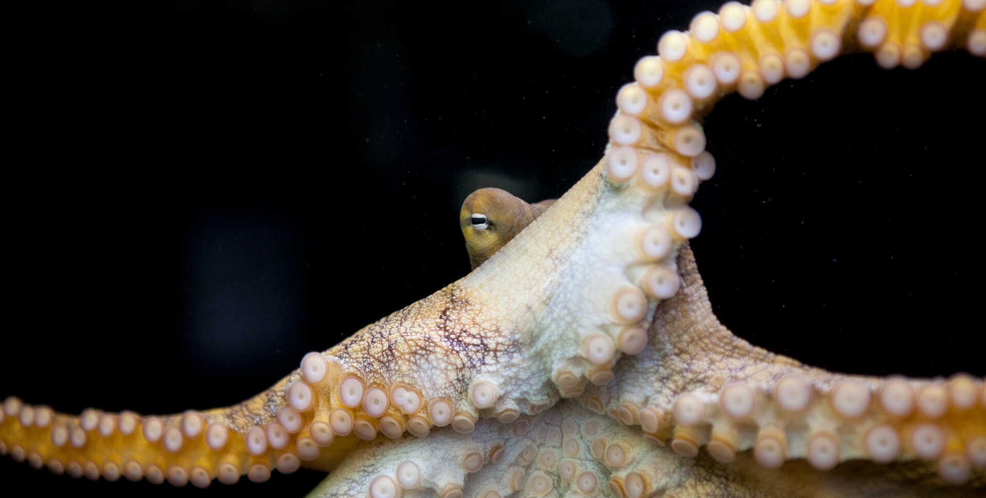 Giant Pacific octopus in Steinhart Aquarium glares menacingly at the camera from between its tentacles. Photo by Kathryn Whitney