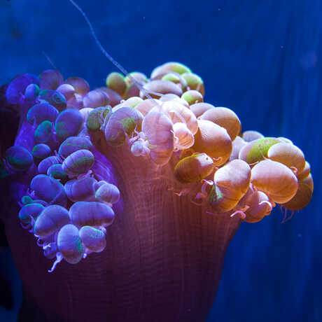 Coral Conservation