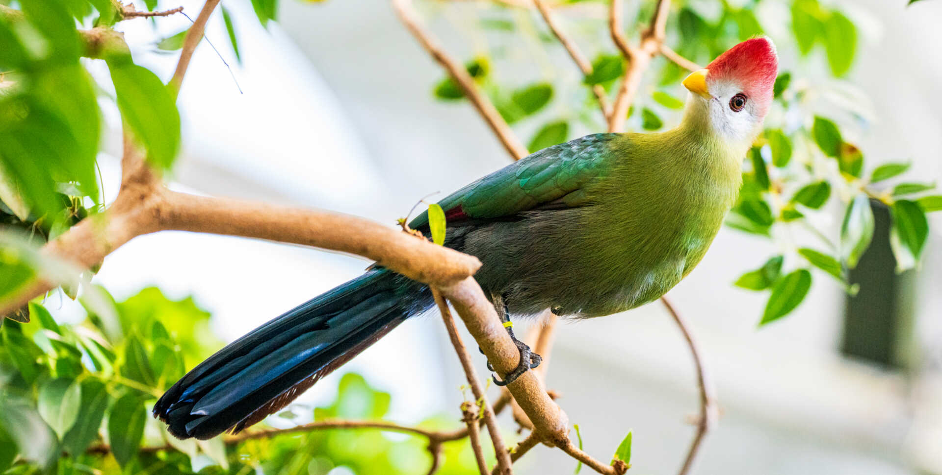 A colorful red-crested turaco bird with scarlet mohawk, white face, yellow beak, and green feathers perches in Osher Rainforest at Cal Academy