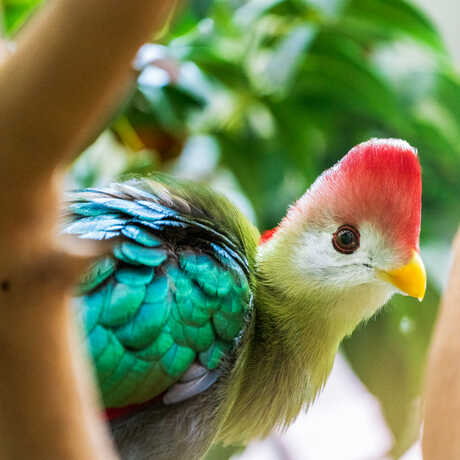 A colorful red-crested turaco bird with scarlet mohawk, white face, yellow beak, and green feathers perches in Osher Rainforest at Cal Academy