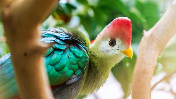 A colorful red-crested turaco bird with scarlet mohawk, white face, yellow beak, and green feathers perches in Osher Rainforest at Cal Academy
