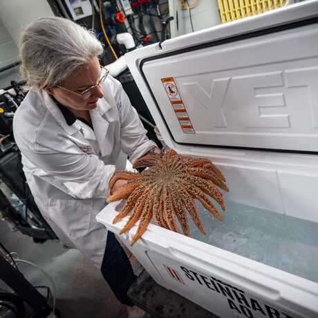 A silver haired biologist lifts a large orange sea star from a Yeti cooler