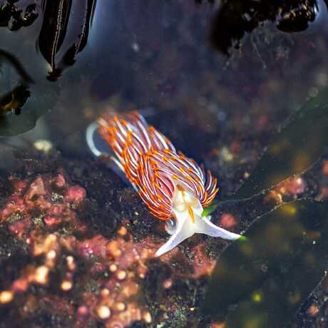 Nudibranch pictured in Mendocino, CA. © Nicole Ravicchio
