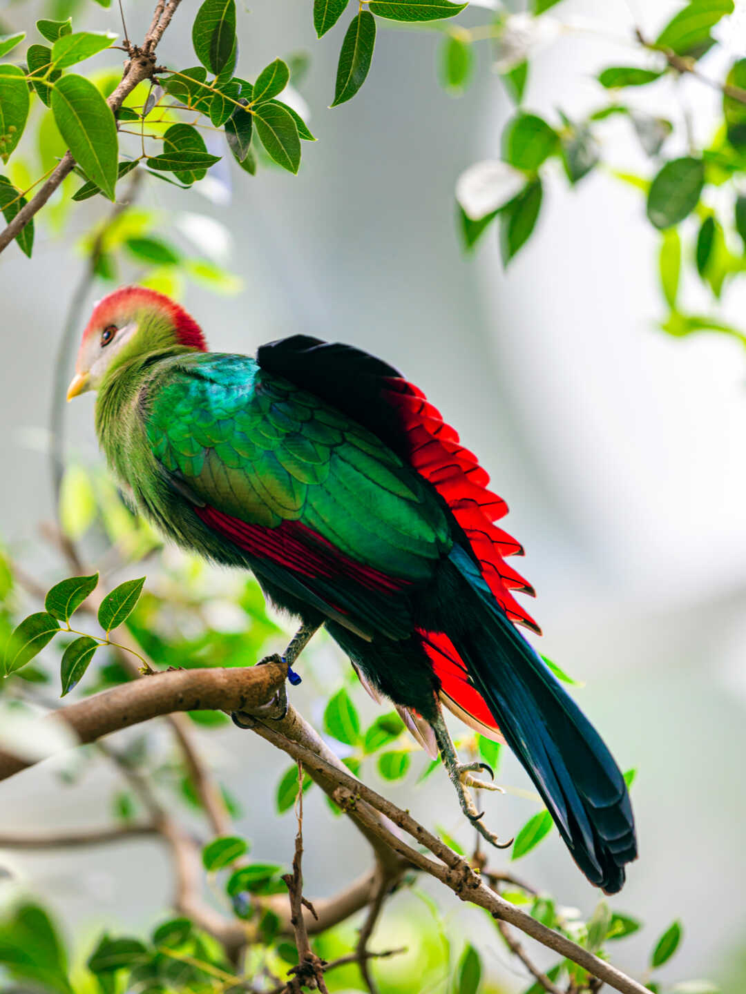 red-crested turaco stretches its wings on a branch in Osher Rainforest