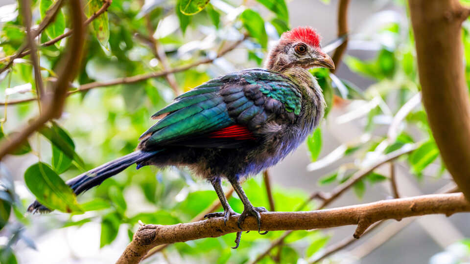 red-crested turaco subadult perched on branch in Osher Rainforest