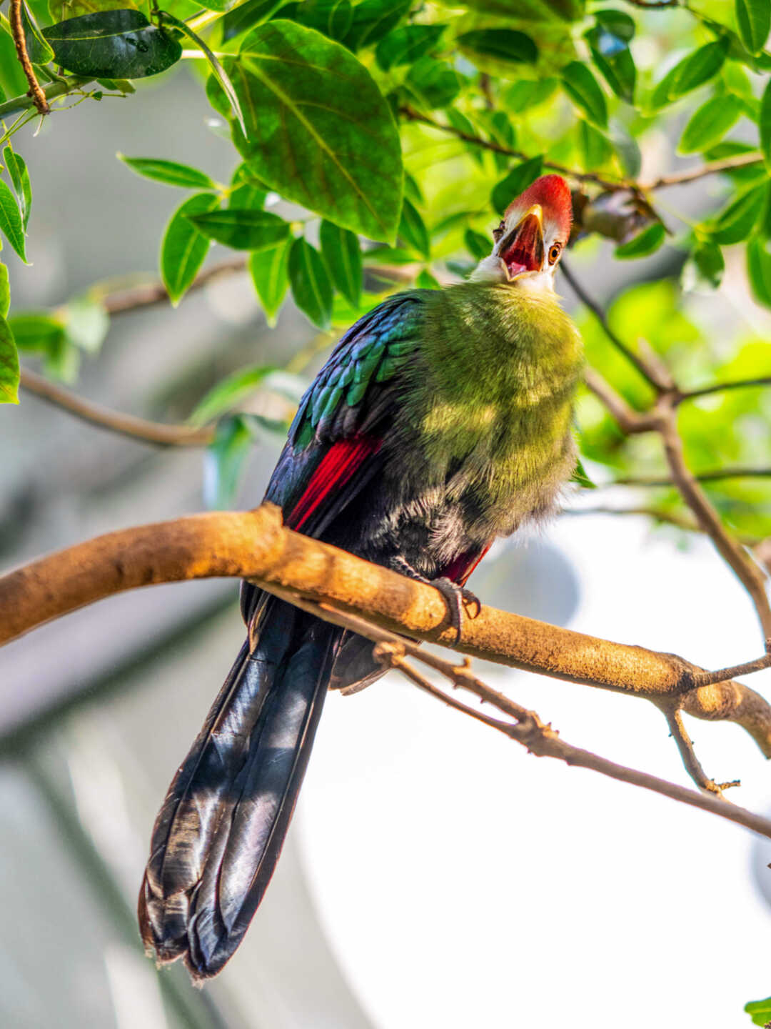 red-crested turaco mid-squawk with open beak in Osher Rainforest