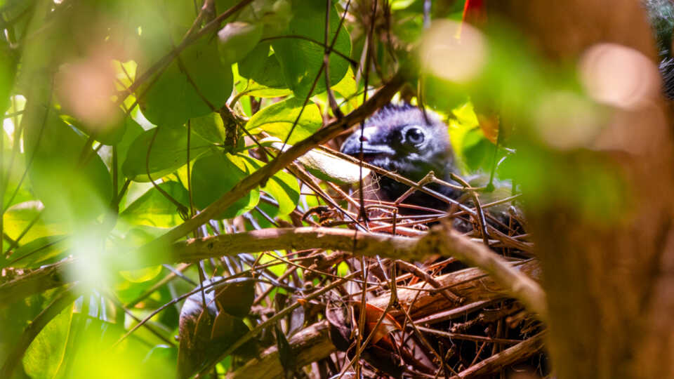 red-crested turaco chick in nest in Osher Rainforest