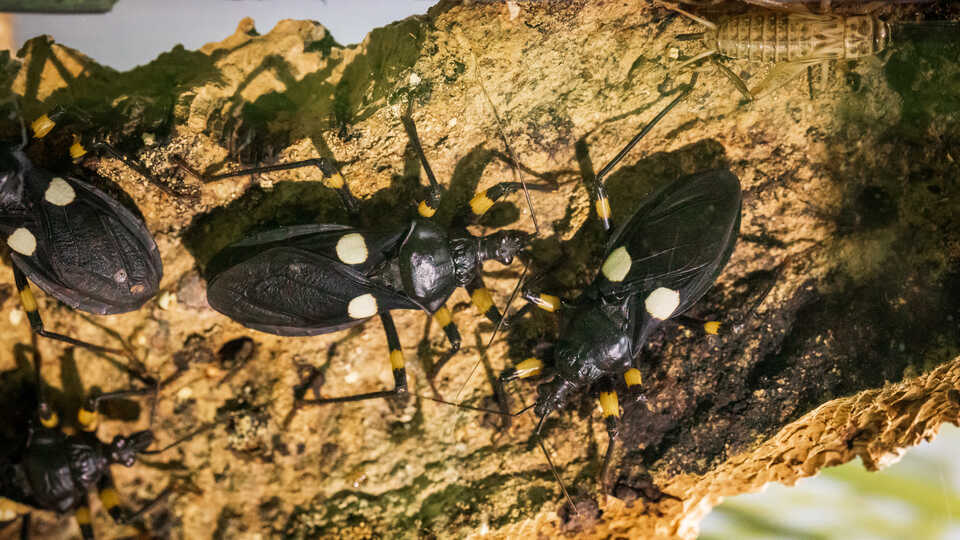 White spot assassin bugs on exhibit at Steinhart Aquarium. Photo by Gayle Laird