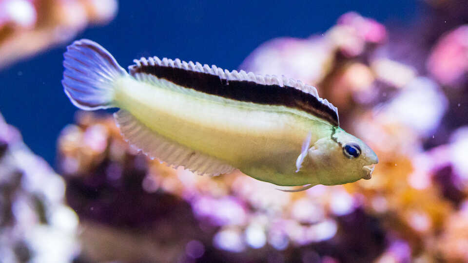 Disco fang blenny in the Venom exhibit at Steinhart Aquarium—note its fangs. Photo by Gayle Laird