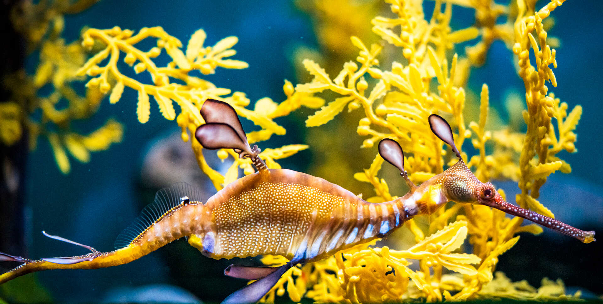 A weedy seadragon with leaflets and camouflage blends in with seaweed in its habitat at Cal Academy
