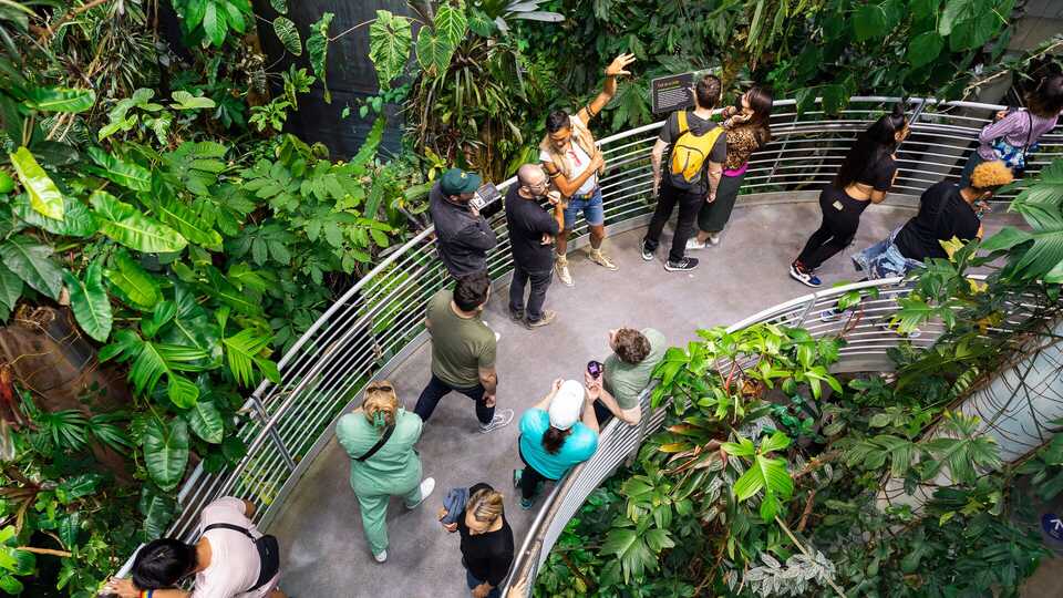 Visitors exploring the Academy's rainforest