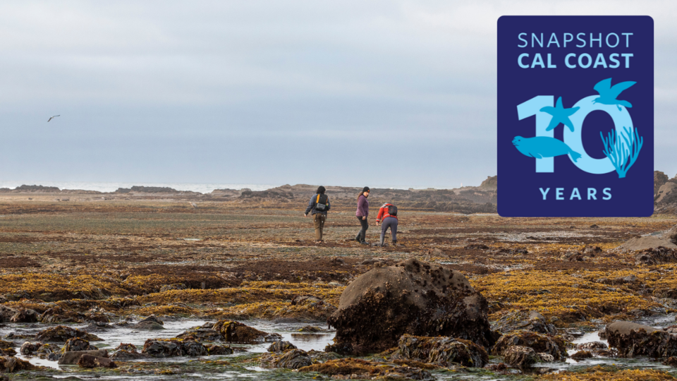 people walking on exposed reef with seaweeds
