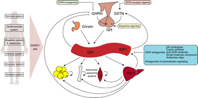 Growth Hormone